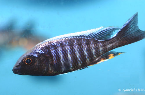 Aulonocara maylandi kandeensis (Aqua Treff, février 2012)