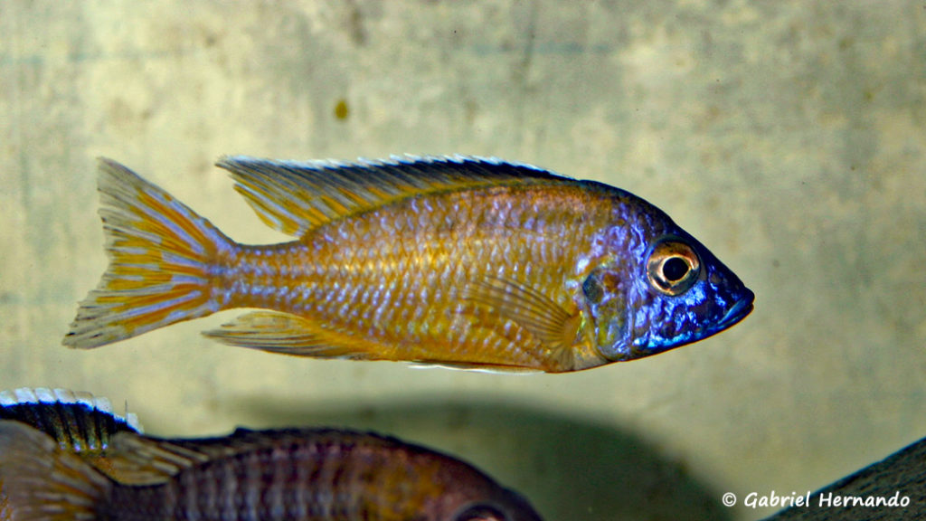 Aulonocara stuartgranti, variété de Mbamba (Verduijn Cichlid, mars 2006)