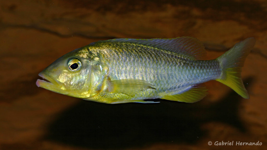 Buccochromis rhoadesii, femelle