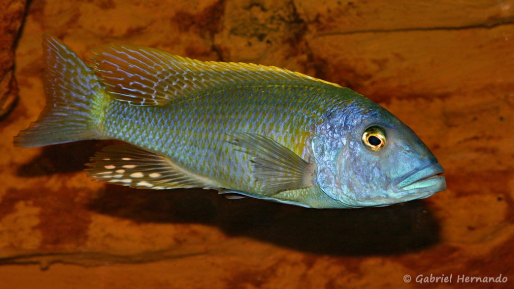 Buccochromis rhoadesii, mâle