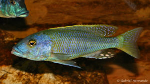 Buccochromis rhoadesii, mâle