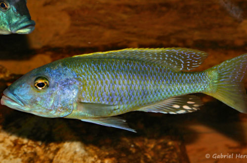 Buccochromis rhoadesii, mâle