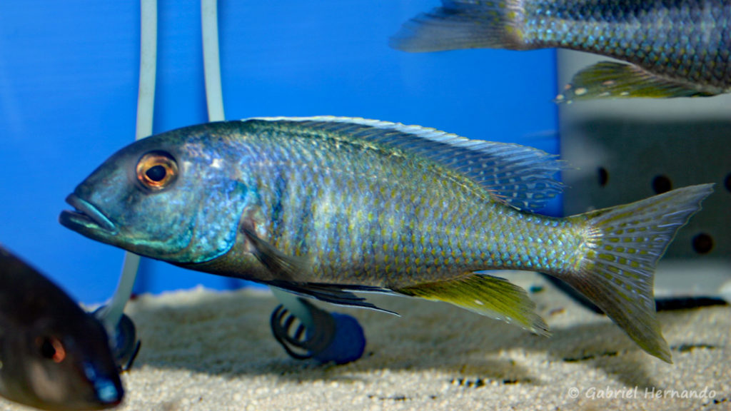 Buccochromis spectabilis, mâle (Abysse, septembre 2006)