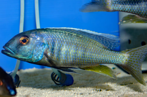 Buccochromis spectabilis, mâle (Abysse, septembre 2006)