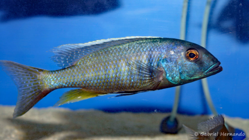 Buccochromis spectabilis, mâle (Abysse, septembre 2006)