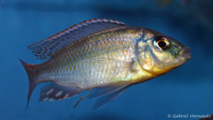 Cheilochromis euchilus (Aqua Treff, Duisbourg, Allemagne, mars 2009)