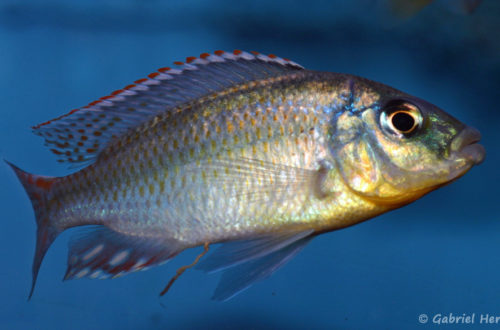 Cheilochromis euchilus (Aqua Treff, Duisbourg, Allemagne, mars 2009)