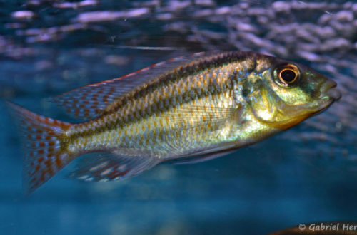 Cheilochromis euchilus (Aqua Treff, Duisbourg, Allemagne, mars 2009)