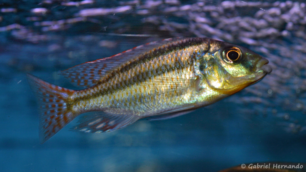 Cheilochromis euchilus (Aqua Treff, Duisbourg, Allemagne, mars 2009)