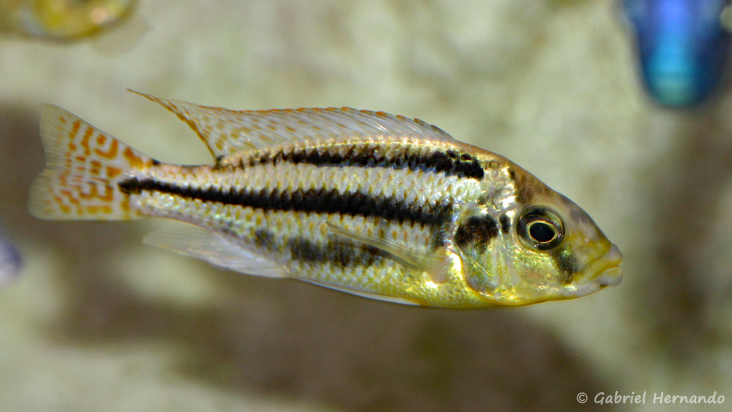 Cheilochromis euchilus (chez Gilles Garrier, août 2009)
