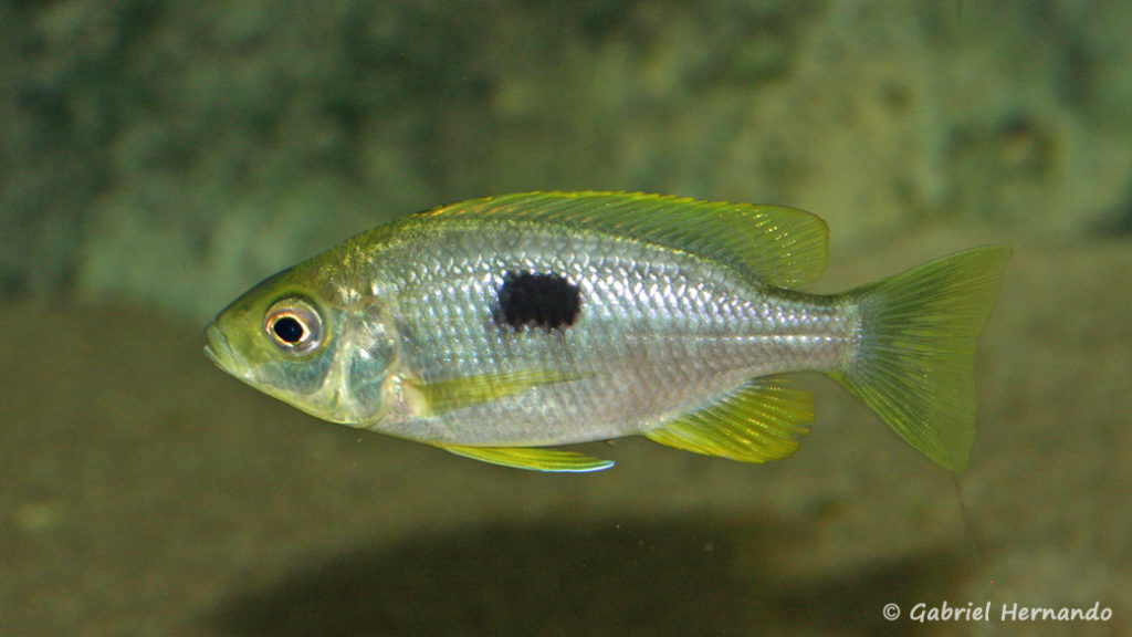 Copadichromis pleurostigma, femelle