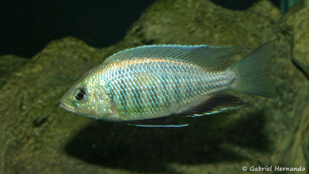 Copadichromis pleurostigma, mâle en, robe de frai