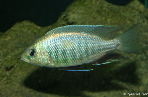 Copadichromis pleurostigma, mâle en, robe de frai