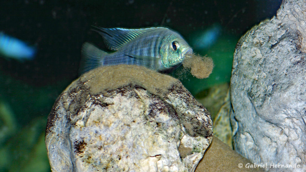 Copadichromis pleurostigma, mâle formant un monticule de sable sur un rocher pour attirer la femelle