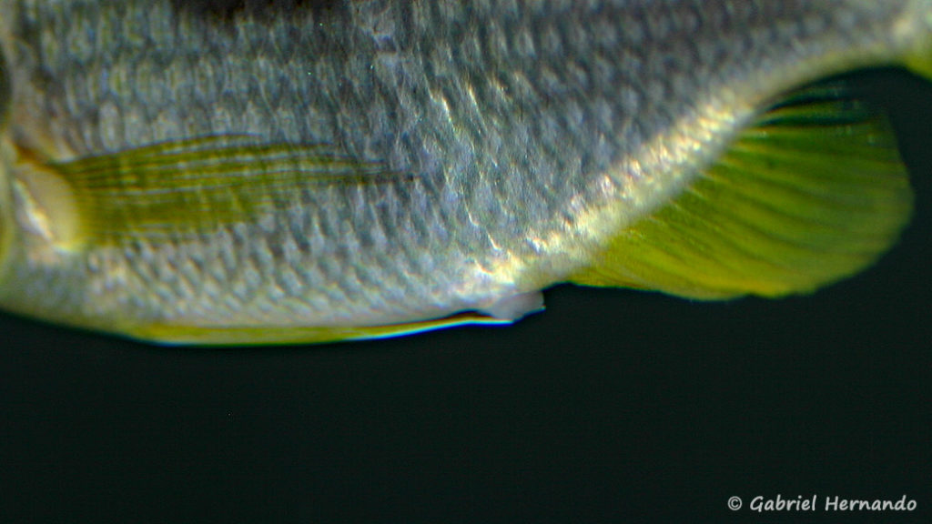 Copadichromis pleurostigma, oviducte de la femelle sorti