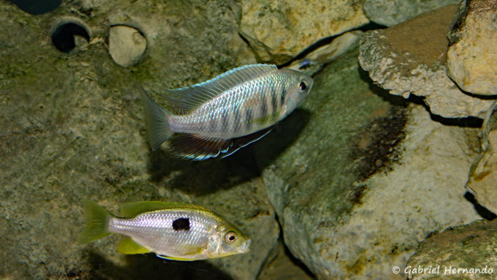 Copadichromis pleurostigma, couple paradant au pied du monticule de sable