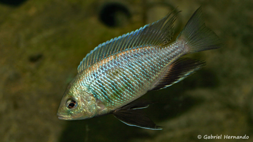 Copadichromis pleurostigma, mâle en, robe de frai