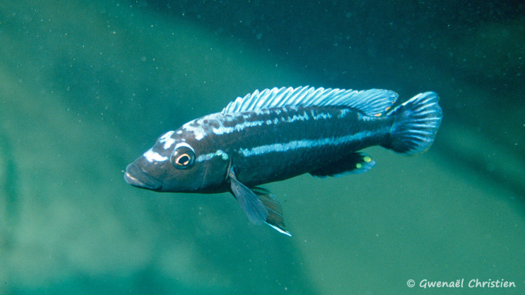 Melanochromis vermivorus, in situ à Thumbi West (Sud-ouest)