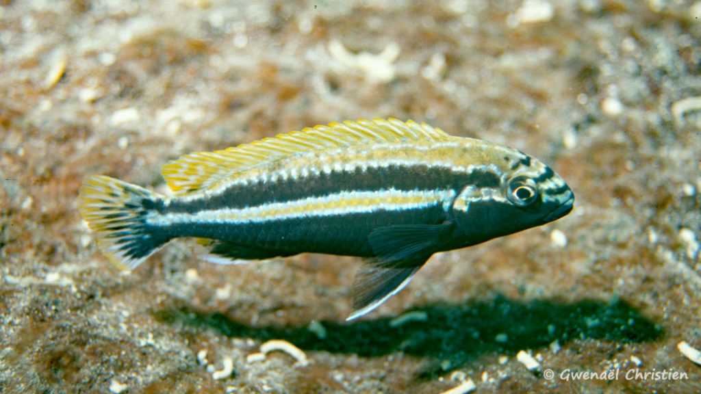 Melanochromis auratus, in situ à Thumbi West (Sud-ouest)