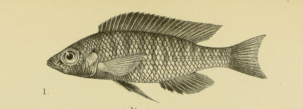 Haplochromis eucinostomus, gravure tirée de Regan, C.T. 1922a, planche IV 