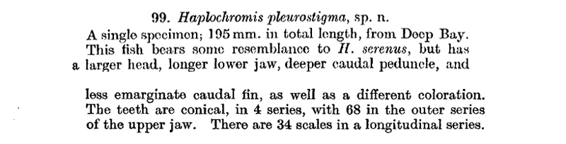 Copadichromis pleurostigma : Description de Haplochromis pleurostigma, Trewavase 1935