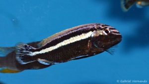 Melanochromis auratus (Aqua'Treff, mars 2011)