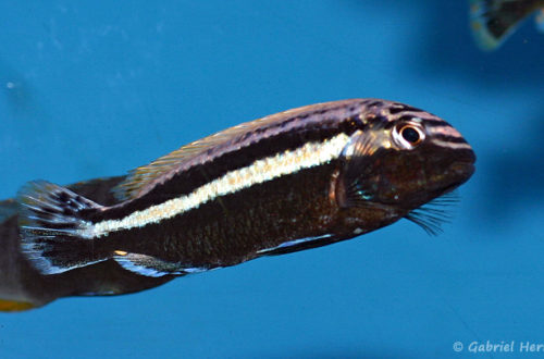Melanochromis auratus (Aqua'Treff, mars 2011)