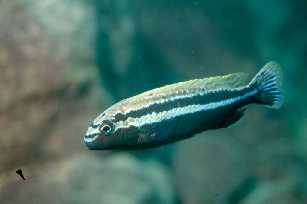 Melanochromis auratus, in situ à Thumbi West (Nord-est)