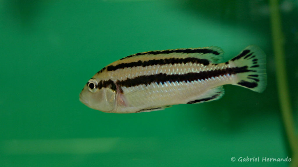 Melanochromis loriae, femelle (Abysse, février 2005)