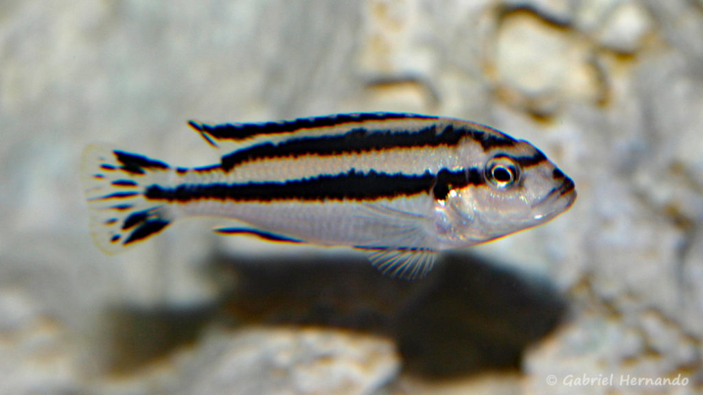 Melanochromis loriae, femelle (Aqua Treff, mars 2011)