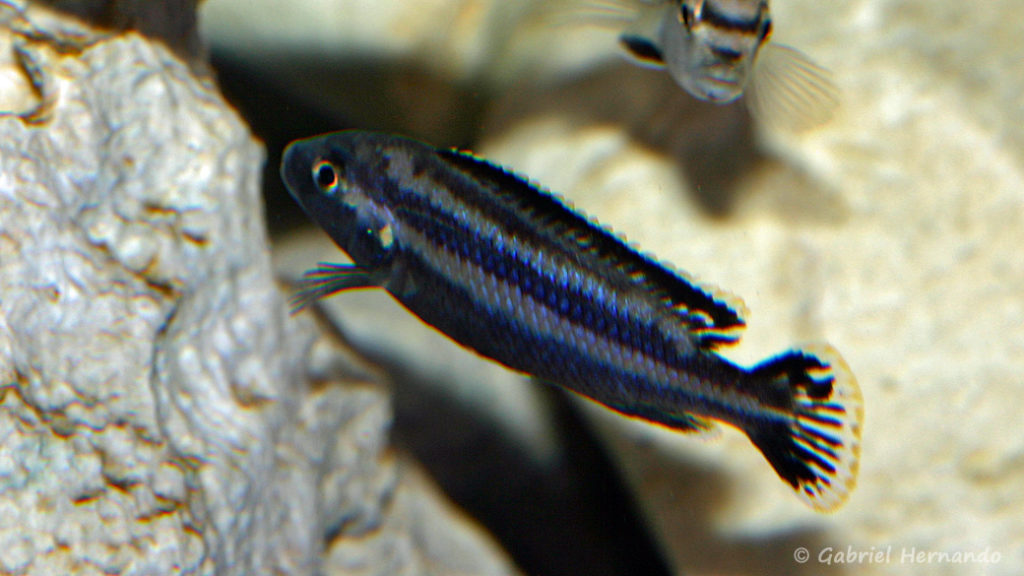 Melanochromis loriae, mâle (Aqua Treff, mars 2011)