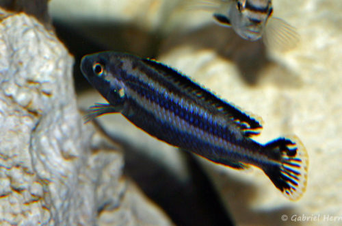 Melanochromis loriae, mâle (Aqua Treff, mars 2011)