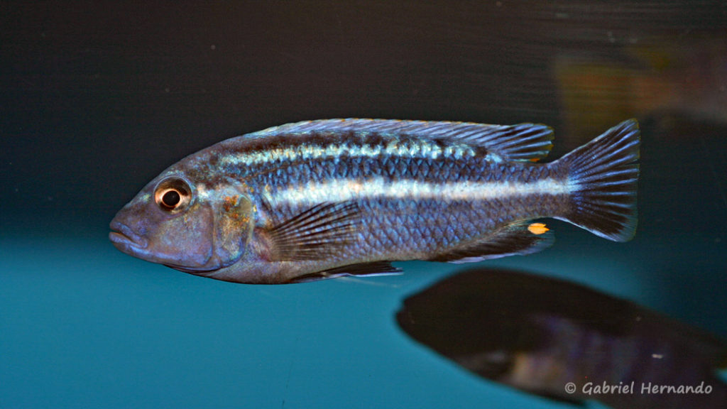 Melanochromis vermivorus (Aqua'Treff, mars 2009)