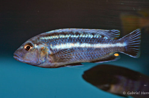 Melanochromis vermivorus (Aqua'Treff, mars 2009)