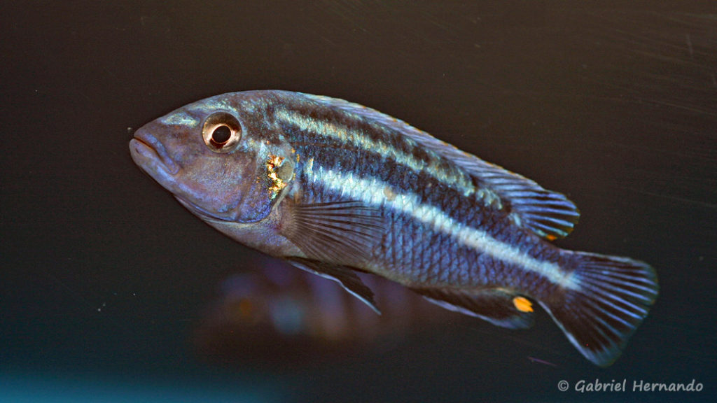 Melanochromis vermivorus (Aqua'Treff, mars 2009)