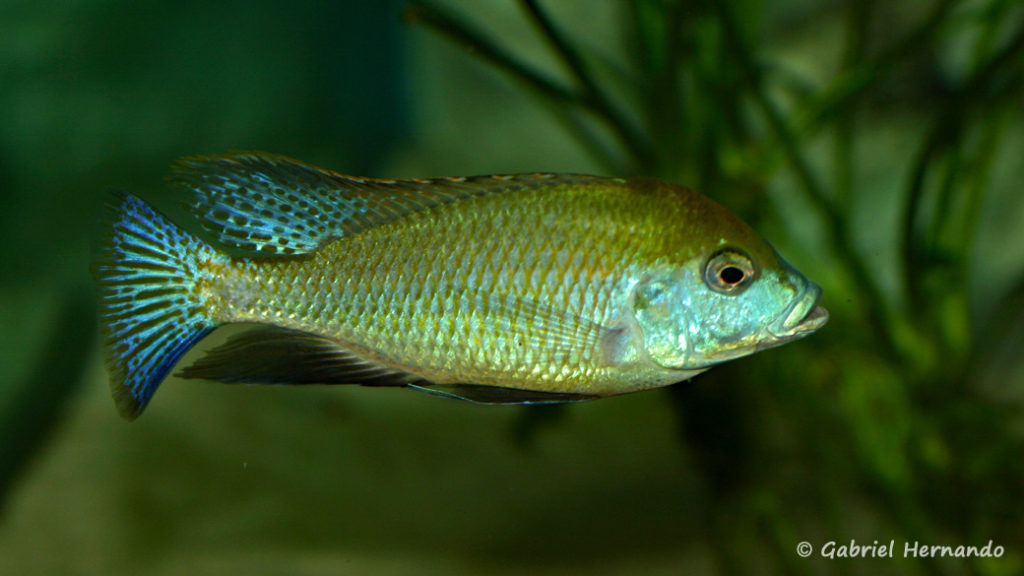 Mylochromis plagiotaenia (Club aquariophile de Vernon, mai 2010)