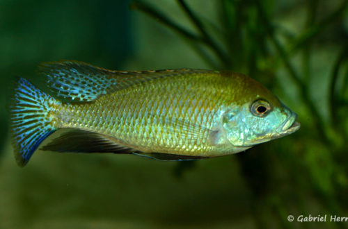 Mylochromis plagiotaenia (Club aquariophile de Vernon, mai 2010)