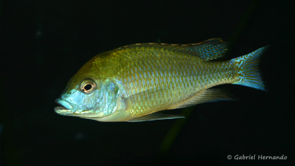 Mylochromis plagiotaenia (Club aquariophile de Vernon, septembre 2009)