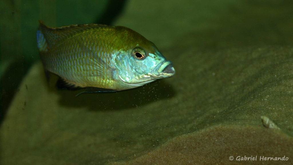 Mylochromis plagiotaenia, mâle entretenant son site de ponte (Club aquariophile de Vernon, mai 2010)