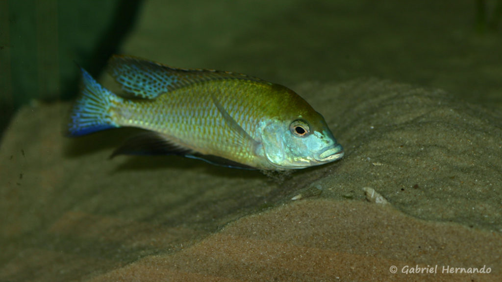 Mylochromis plagiotaenia, mâle entretenant son site de ponte (Club aquariophile de Vernon, mai 2010)