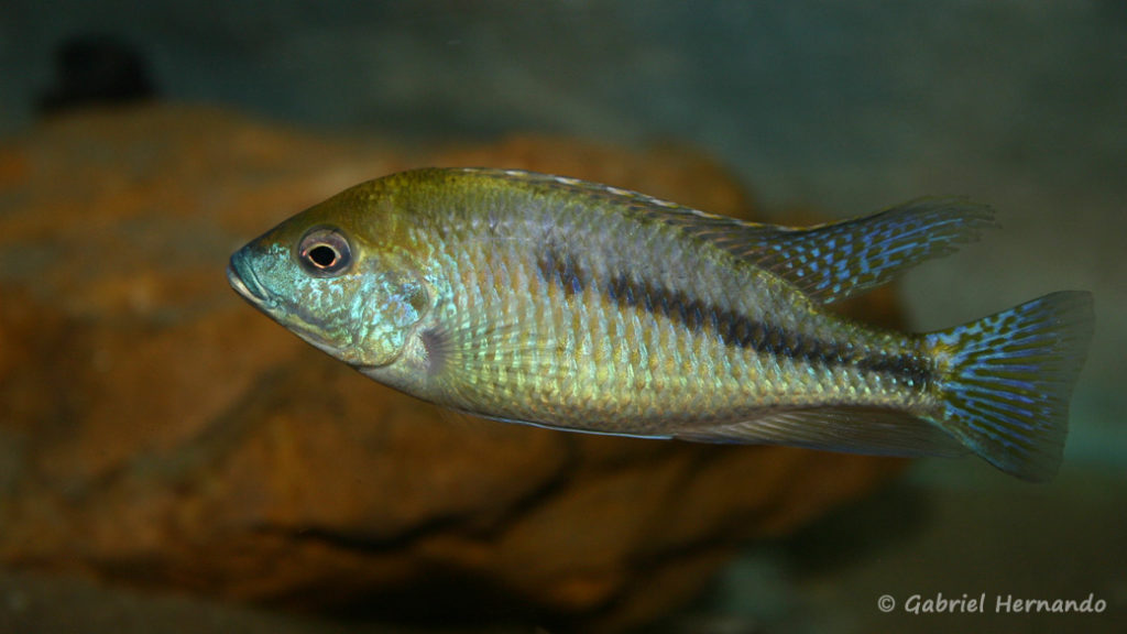 Mylochromis plagiotaenia (Chez moi, octobre 2007)