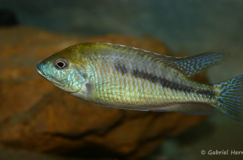 Mylochromis plagiotaenia (Chez moi, octobre 2007)