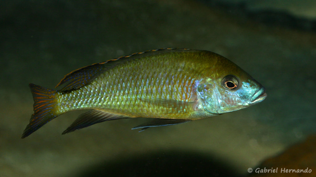 Mylochromis plagiotaenia (Chez moi, septembre 2010)