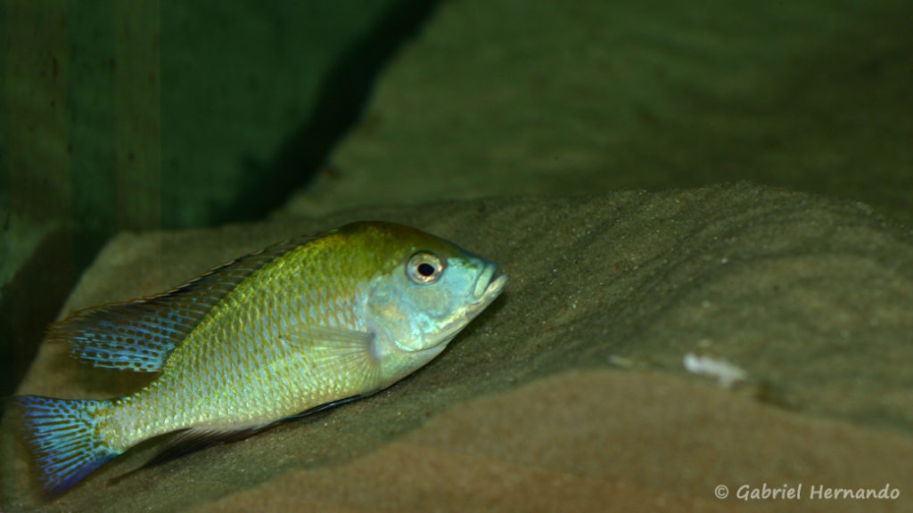 Mylochromis plagiotaenia, mâle entretenant son site de ponte (Club aquariophile de Vernon, mai 2010)