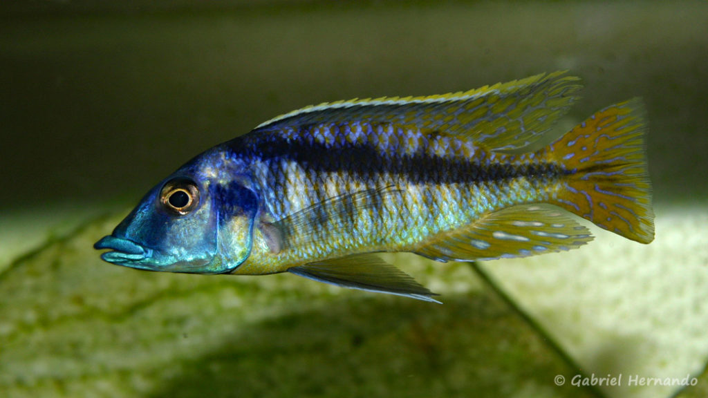 Mylochromis sp. "lateristriga Makenjila" mâle (Chez Gilles Garrier, novembre 2007)