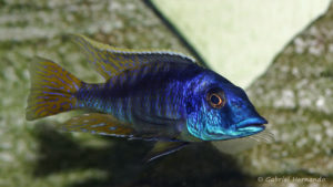 Mylochromis sp. "lateristriga Makenjila" mâle (Chez Gilles Garrier, janvier 2008)