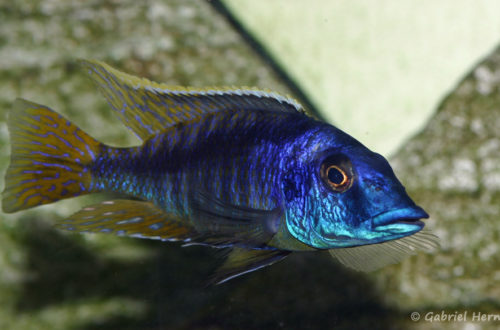 Mylochromis sp. "lateristriga Makenjila" mâle (Chez Gilles Garrier, janvier 2008)