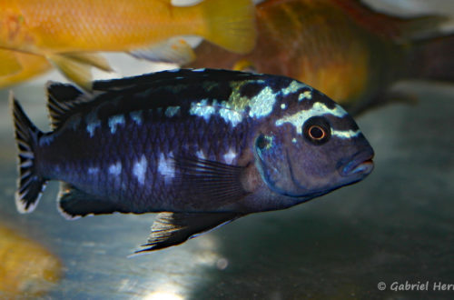 Pseudotropheus interruptus (Vichy, congrès AFC 2007)