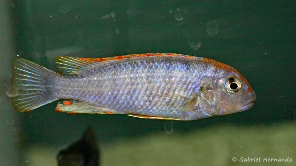 Pseudotropheus sp. "perspicax orange cap" (Abysse, mars 2010)