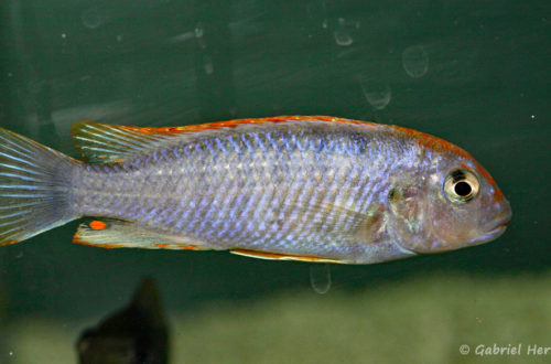 Pseudotropheus sp. "perspicax orange cap" (Abysse, mars 2010)